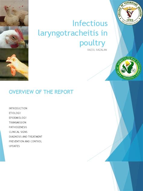 Comprehensive Overview Of Infectious Laryngotracheitis In Poultry