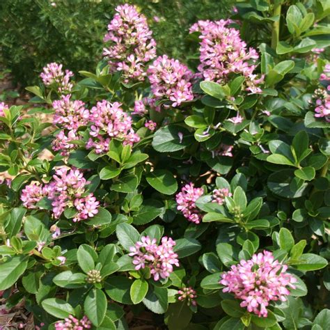 Check spelling or type a new query. Pink Flowering Evergreen Shrub Identification : How to ...