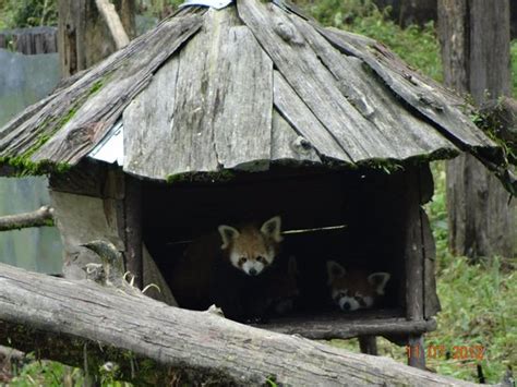 This park is located at bulbulay, which is close to gangtok in sikkim. State animal of Sikkim "RED PANDA" at Himalayan Zoological Park - Picture of Himalayan ...