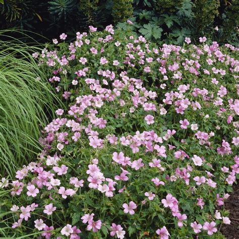 12 X Geranium Wargrave Pink Bodembedekker Winterharde Tuinplant