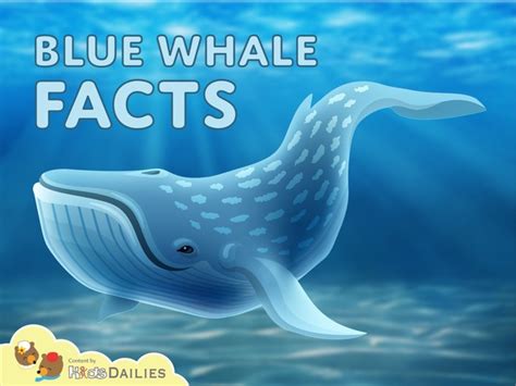 Play Blue Whale Facts By Kids Dailies On Tinytap