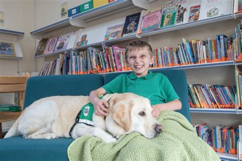 Guidance For Introducing A Dog To Your School Dogs For Good