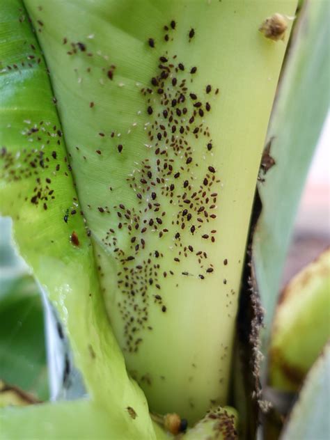 An organic way of treating the pests is using neem cake and dasparni arka. Pentalonia nigronervosa (Banana aphid) | Vectors of Banana ...