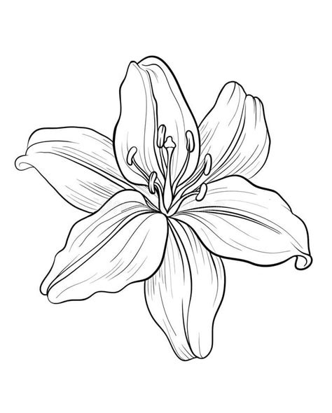 Noir et blanc lys illustration de dessin vectoriel. Coloriage Fleur de lys 1 Dessin gratuit à imprimer