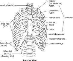 From the anatomy of the human rib cage, we can tell that the human ribs bones have several parts: Rib Cage Anatomy | Human Rib Cage Info and Pictures | Human rib cage, Rib cage anatomy, Human ribs