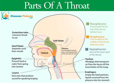 Throat Anatomy Throat Parts Pictures Functions Healthmd