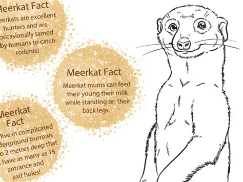 Meerkat Adaptation colouring worksheet | Teaching Resources
