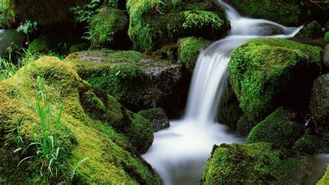 Landscapes Forest National Moss Oregon Waterfalls Creek