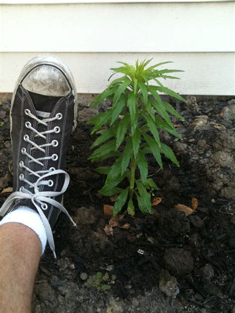 The spines are quite small. identification - What is this interesting weed growing in ...