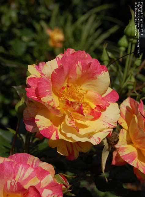 Plantfiles Pictures Shrub Rose Citrus Splash Rosa By Littlebrook15