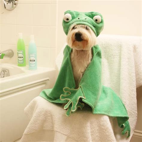 Barnyard Friends Hooded Dog Towel Frog Baxterboo