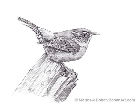 Carolina Wren Pencil Sketch P52 Bird Sketch Animal Drawings Bird
