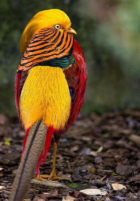 Top 20 Most Beautiful Colorful Birds In The World