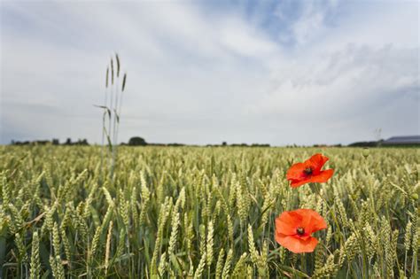 Ten places to visit in Flanders Fields - This must be Belgium