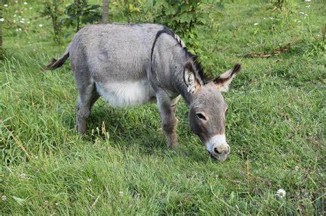 Do Miniature Donkeys Make Good Pets Pet Keen