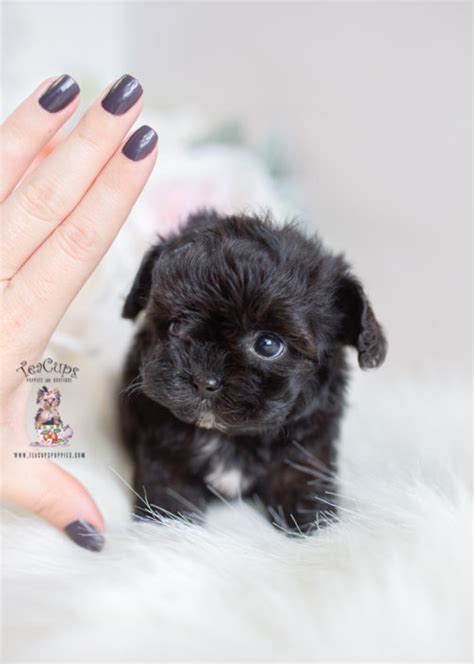Have a puppy for sale list it here in our puppies classifieds for free, there is no fees to list your puppy ad. Morkie Puppies and Designer Breed Puppies For Sale by ...