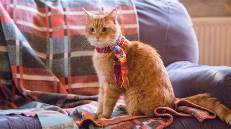 A Street Cat Named Bob (2016) - Backdrops — The Movie Database (TMDb)