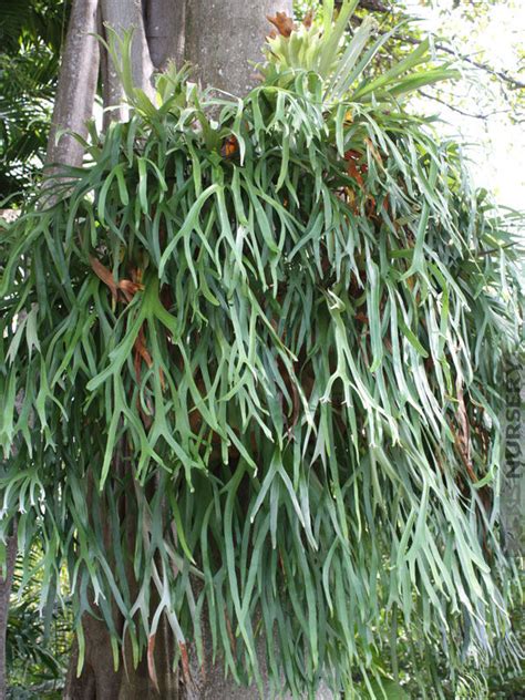 › staghorn fern pups for sale. French Silver Staghorn Fern (platycerium veitchii), 4″ Pot ...