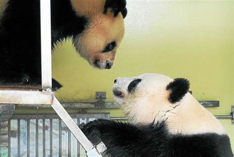 France Les Pandas Huan Huan Et Yuan Zi Se Sont Accouplés Au Zoo De