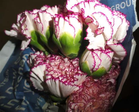 Compare pricing and inventory across farms. Carnation Flowers Buy Carnation Flowers in Chennai Tamil ...
