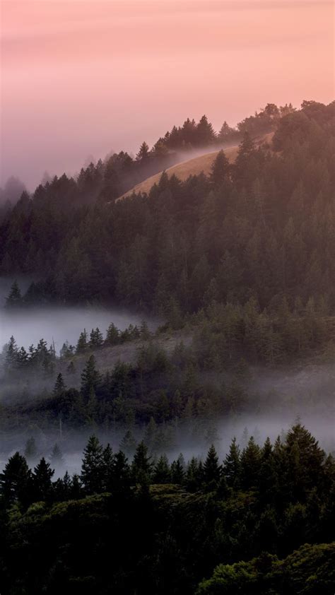 720x1280 Mist Fog Tree Dawn Forest Nature Wallpaper Sunrise