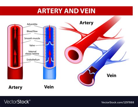Artery And Vein Royalty Free Vector Image Vectorstock