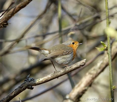 Rougegorge Familier Erithacus Rubecula Laurent Carrier Ornithologie