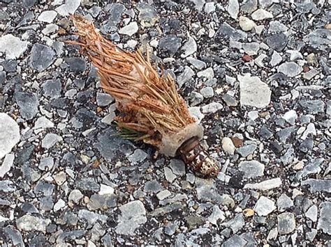 When should i spray for bagworms? How to get rid of evergreen-eating bagworms | WTOP
