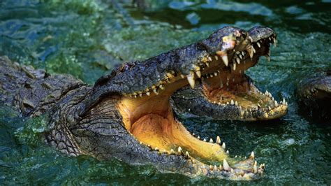 Crocodile Snout Teeth Water Predator 4k Teeth Snout Crocodile