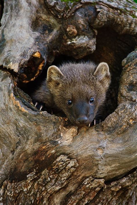 They May Look Cute And Cuddly But Fisher Cats Are Tough
