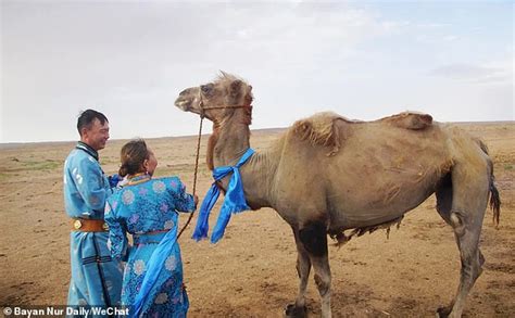They move around sitting on the ship of the desert did you know that the camel has three eyelids, and two layers of long eyelashes to protect its eyes camel's body has adapted to its harsh environment. Loyal camel walks across the desert to find its former ...