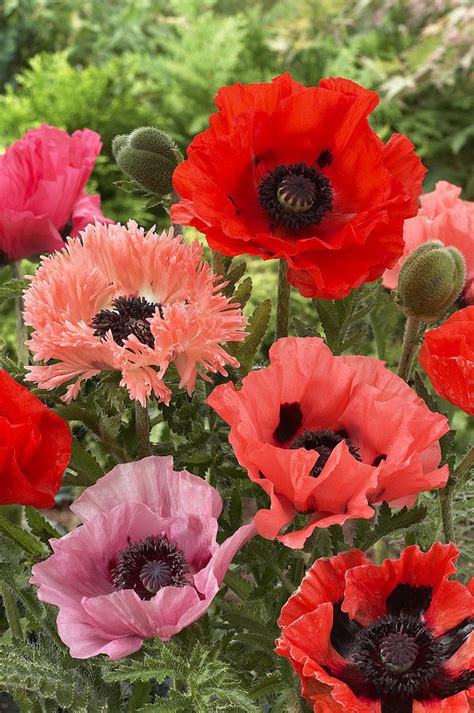 Oriental Poppy Papaver Orientale Flowers Photograph By VisionsPictures