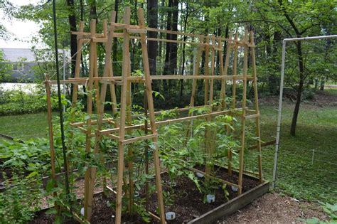 Tomato Trellis Using Four Towers And Horizontal Poles Between Them To