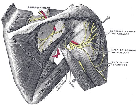Posterior Humeral Circumflex Artery Wikidoc