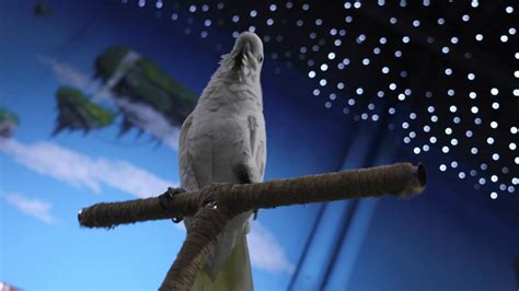 White Parrot On Branch Clip White Parrot Stock Footage Sbv 348496741