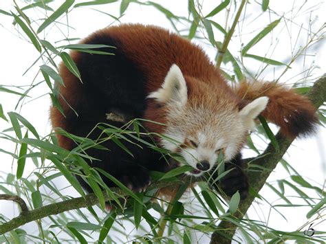 Kleiner Panda Ailurus Fotos Tier Fotoseu