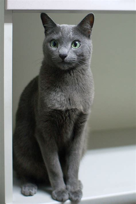 korat  russian blue cat pet inspiration