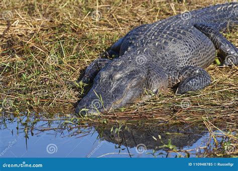 American Alligator Sleepingsunning Stock Image Image Of Scaly