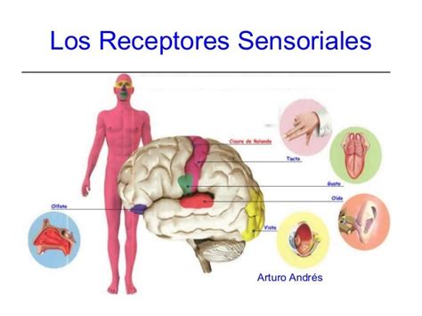 Los Receptores Sensoriales