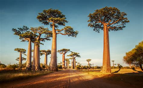 What Is It About Baobab Trees That Makes Them So Captivating