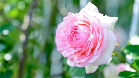 Closeup Of Beautiful Pink Rose With Blur Background 4k Hd Flowers