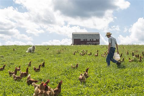 How To Establish A Small Scale Pastured Poultry Operation Rodale