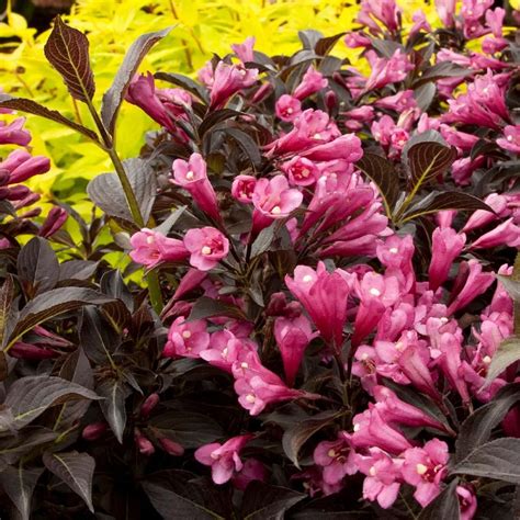 Twenty Evergreen Shrubs For Non Stop Color Hgtv Flowering Bushes
