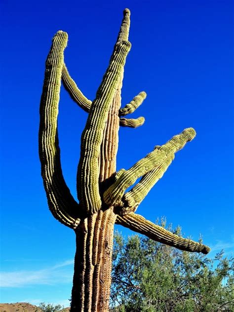 Saguaro Cactus Learn About Nature