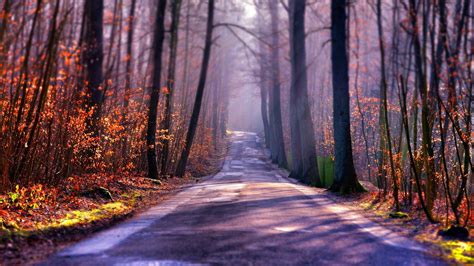Forest Road Sunlight Nature Calm Wallpaper Nature And Landscape