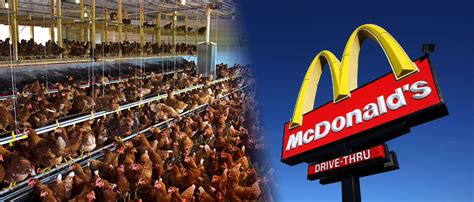 Mcdonalds Usará Apenas Ovos Cage Free Nos Estados Unidos