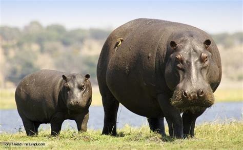 How big is a hippo? 8 Endangered Species Still Hunted - Listverse