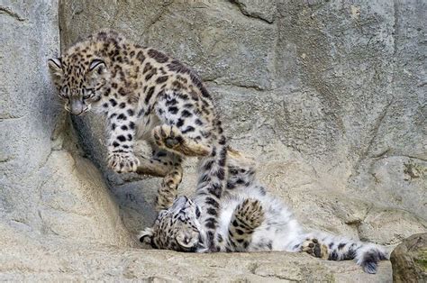 Jumping And Attacking Amur Leopard Leopards Big Cats