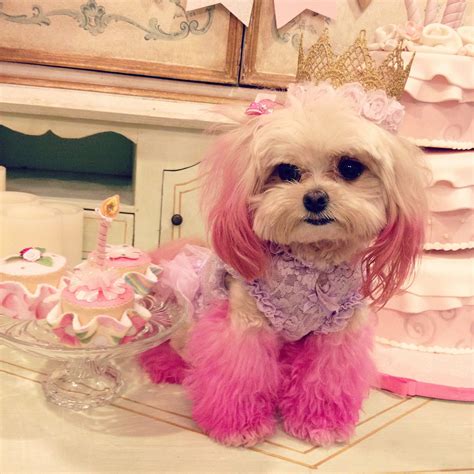 Birthday Princess Pink Pup Minty Turns 3 Maltipoo Pink Dog Maltese