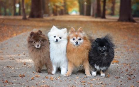 Pomeranian Dog Colors Grey Shaded Pets Lovers